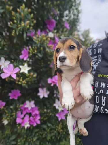 Beagle feminhas lindas