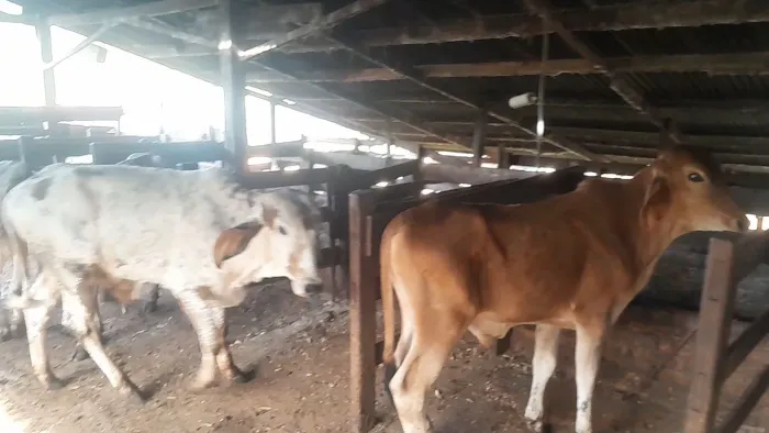 Bezerros mestiço gir