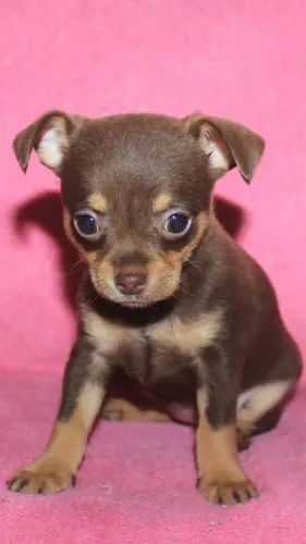 Filhotes de pinscher 