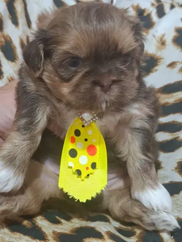 Seu Shih Tzu seguro: Linhagem nobre com V10 e total respaldo em contrato formal.