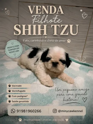 Shih tzu macho