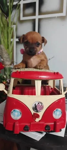 Pinscher miniatura macho e fêmea