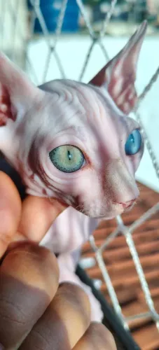 Gato Sphynx com heterocromia Fêmea