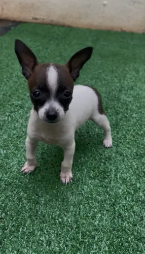 Pinscher machinho 0