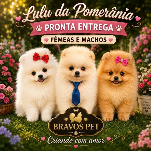 Lulu da Pomerânia