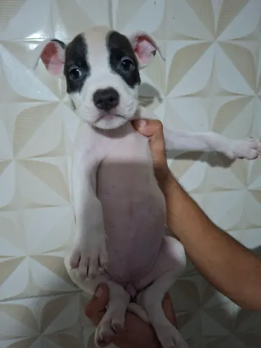 Filhotes de Pitbull