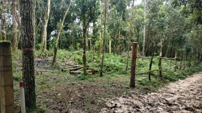 Chacara 8000m2 Tijucas do Sul Campo Alto