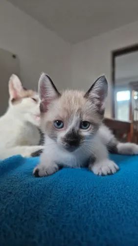 Gatinho Macho