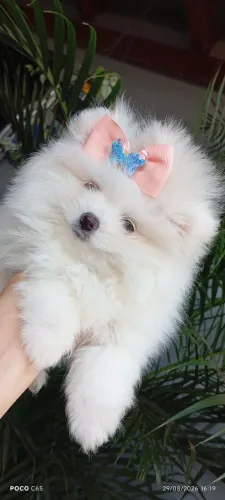 Feminha de Spitz alemão anã 
