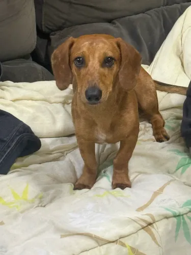 Cachorro salsicha mofado 