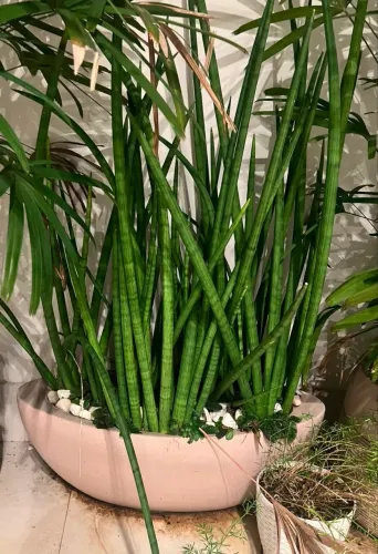 Plantas natural com caqueiro
