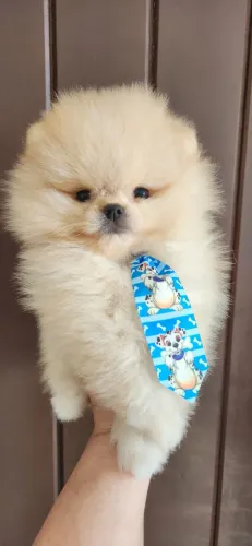 Lulu pomerania