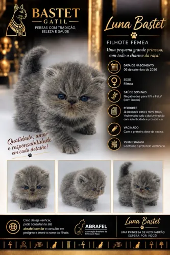 Gato Persa Fêmea - Pedigree