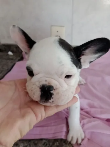 Vende se cães da raça buldogue francês 