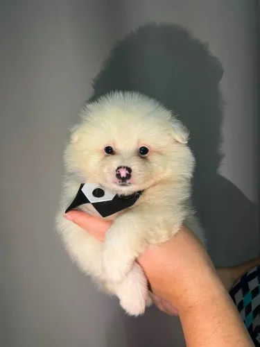 Filhote de Spitz Alemão anão