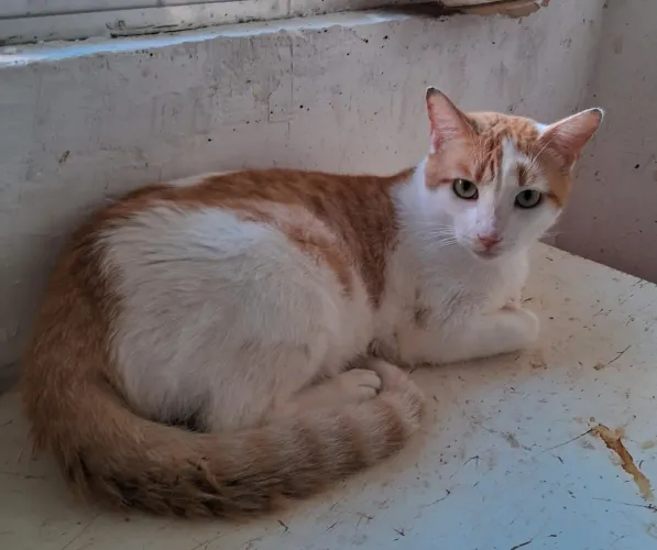Gatinho de 1 ano para adoção
