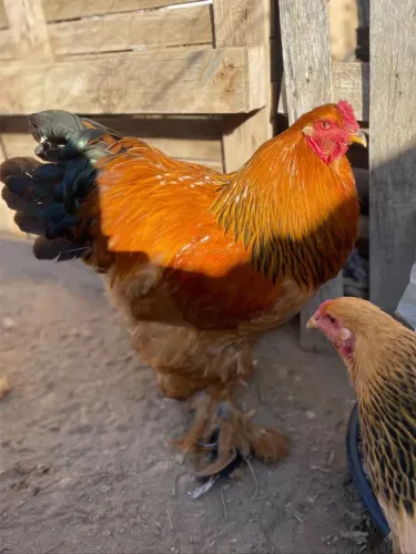 Ovos galado de galinha Bhama
