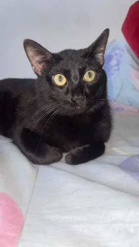 Gatinho preto meloso