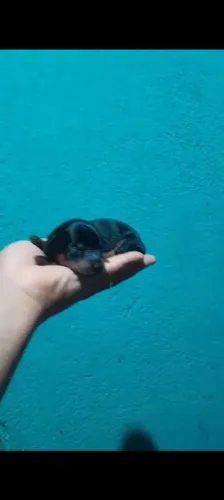Cachorro pinscher 0