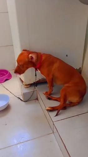 Cadelinha pra adoção!