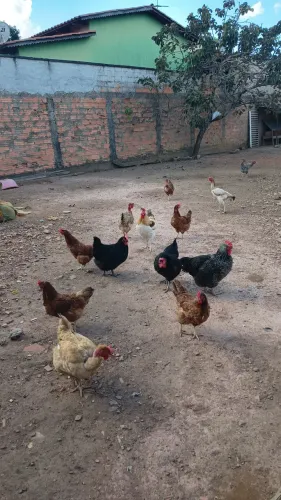 12 Galinhas poedeiras e um Galo