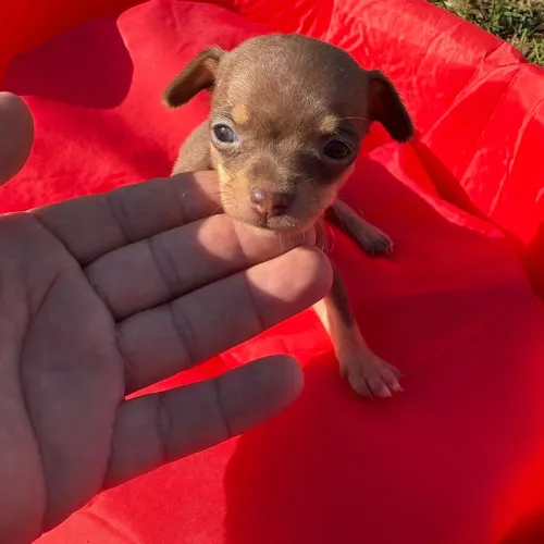Pinscher zero