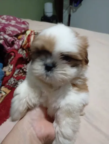 Vendo Shitzu