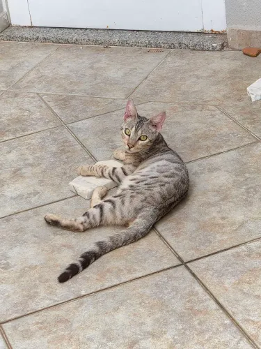 Gatos Bengal - gray