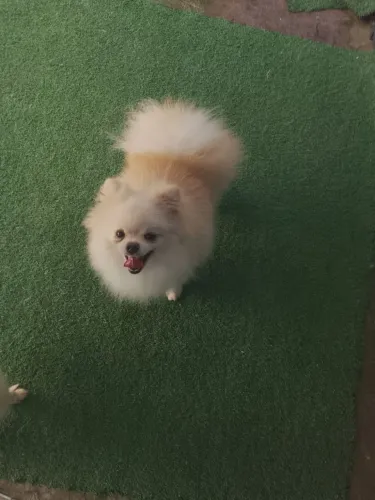 Spitz alemão macho