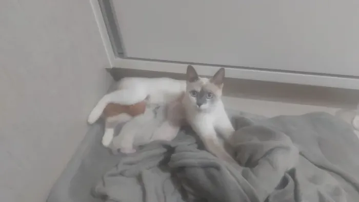 Estamos doando 04 lindas gatinhas sem raça definida. Desmamada e verificadas.