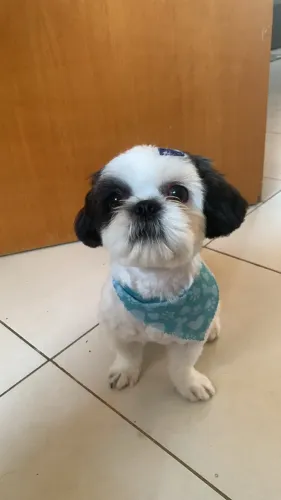 Casal Shih-Tzu filhotes