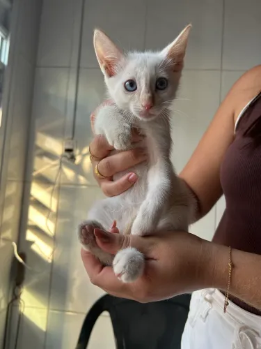 Doação de gatos