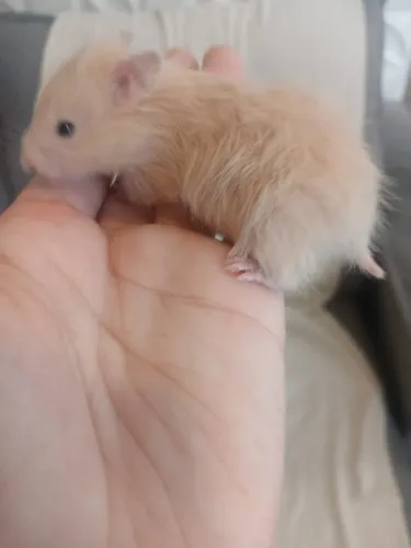 Hamster angorá