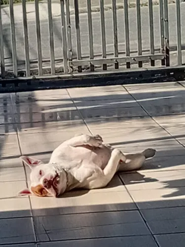 Vende se Pitbull 