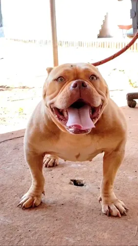 American Bully fêmea 