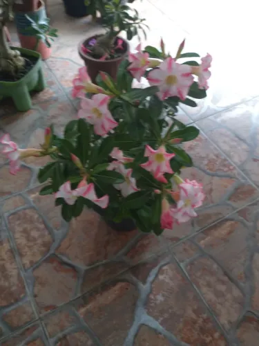 Rosa do deserto