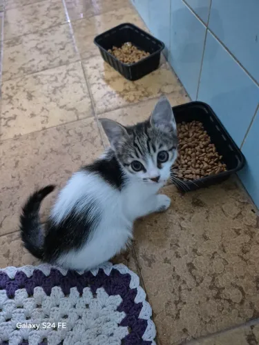 Doa-se gatinha filhote