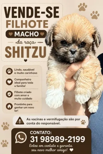 Vende-se filhote de Shitzu