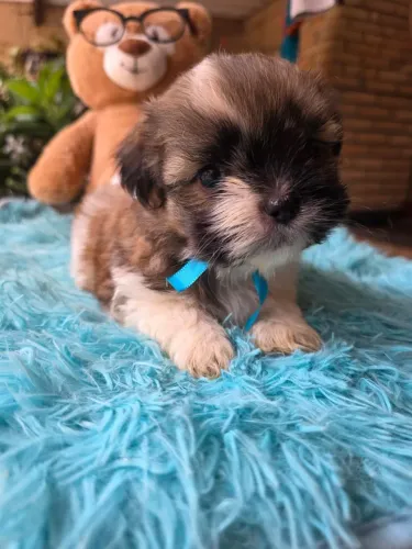 Filhote Shitzu Mini