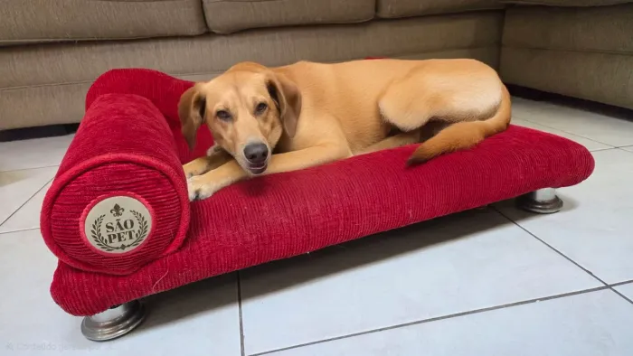 cama para cachorro  marca São Pet