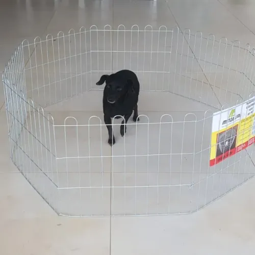 Cerca para Cachorro 40cm de Altura x 3,84m Cerquinha - Pronta Entrega Curitiba