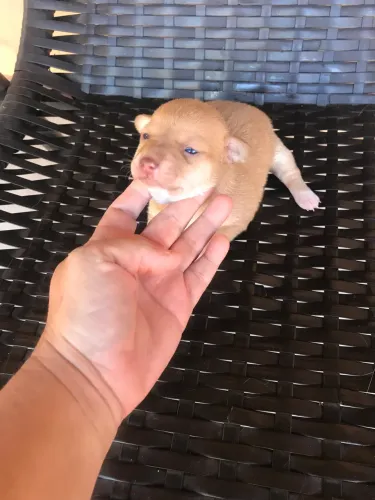 Lindas filhotes de pinscher zero fêmea 250 reais