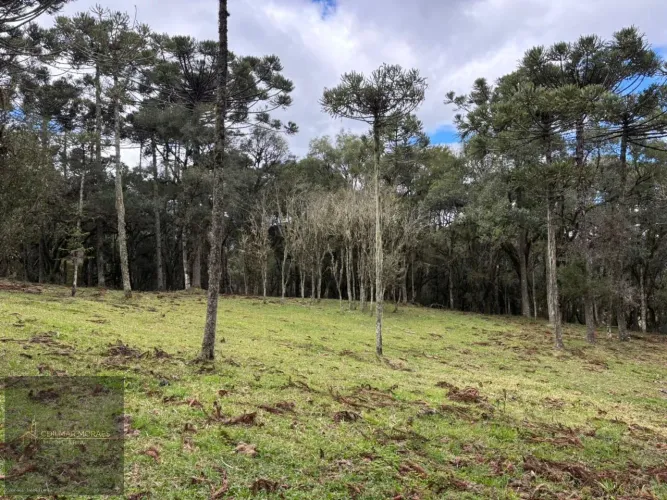 Terreno Rural para Venda em Urubici, Santo Antonio