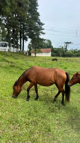   POTROS e petiços macho e fêmeas R$500 ?