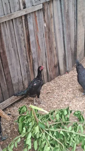 Vendo essa galinha carioca boa procedência valor 100 reais 