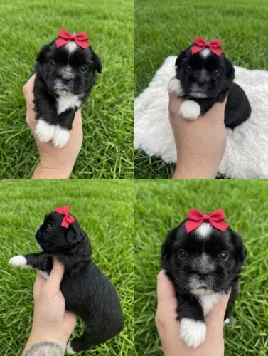 Shihtzu lindo 