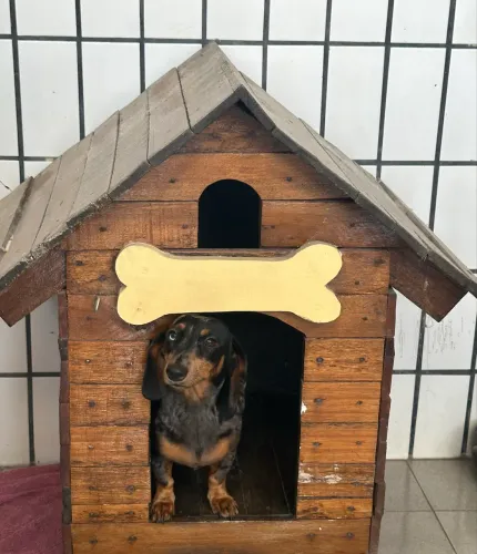 Casa de cachorro 