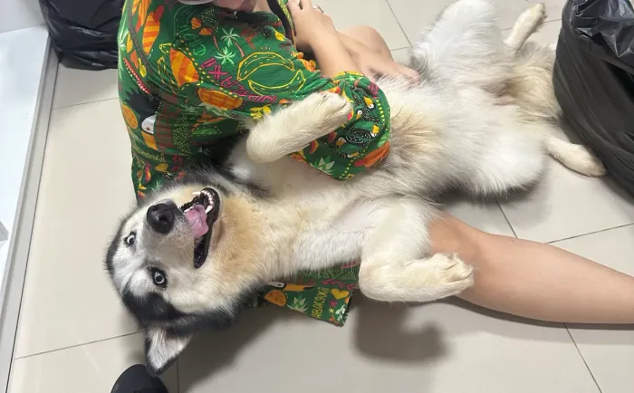 Husky siberiano fêmea 