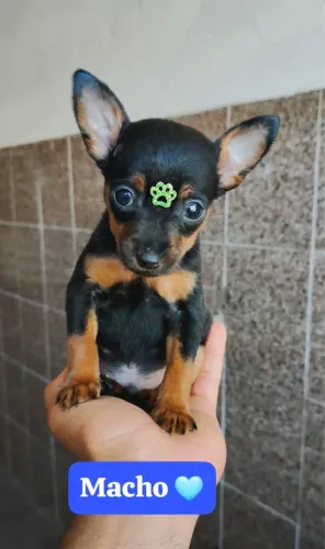 Pinscher machos e fêmeas tamanho 0 80 dias