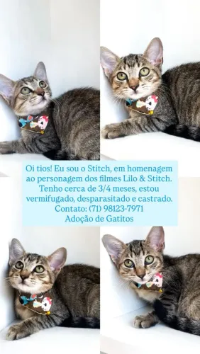 Adoção responsável!! Lindos gatinhos!!!